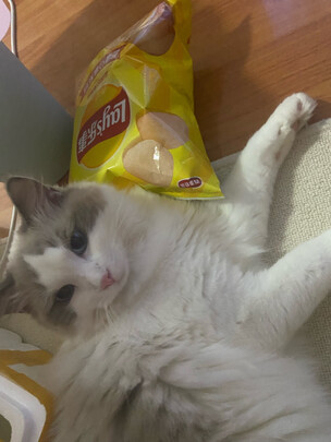 膨润土猫砂