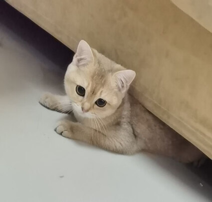 猫罐头