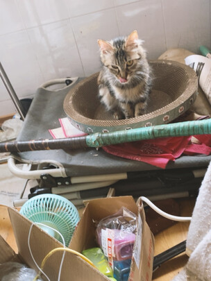 猫抓板