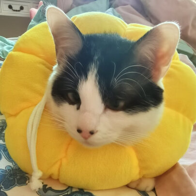 猫项圈