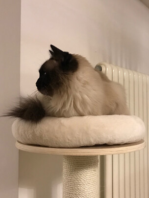 猫爬架