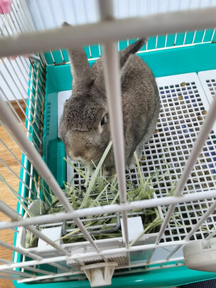 兔子零食