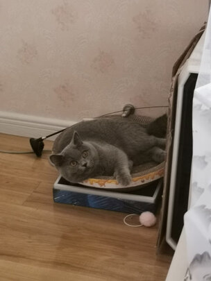 猫粮罐头