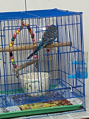鸟笼