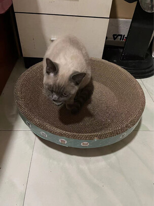 猫窝