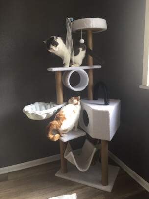 猫爬架