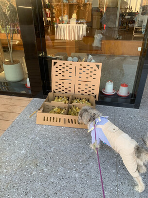 狗粮