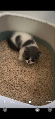 膨润土猫砂