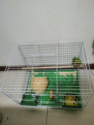 鸟笼
