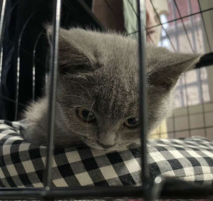猫笼