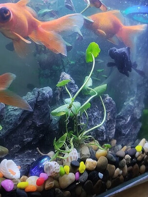 鱼缸造景石头