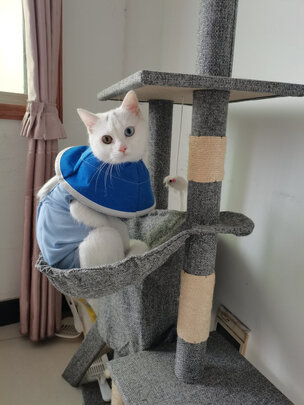 猫咪手术服