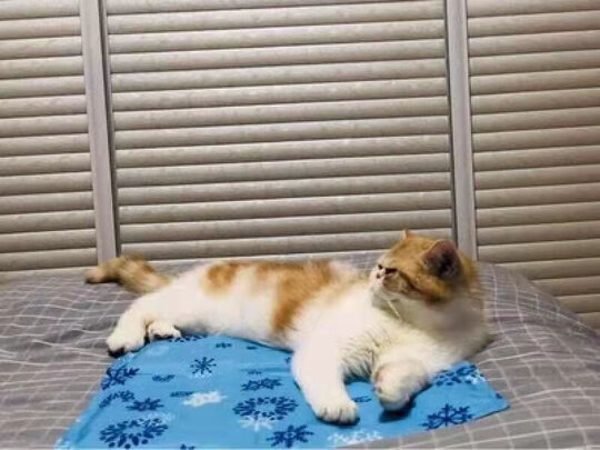 狗窝