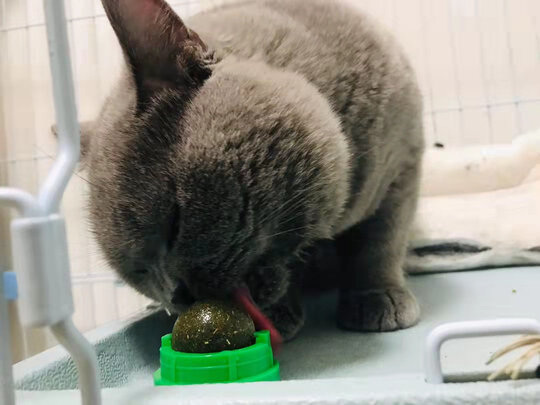 猫玩具