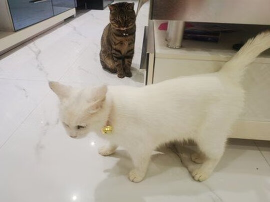 猫项圈