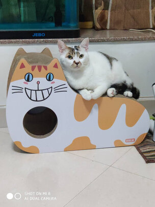 猫窝