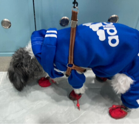 狗狗鞋