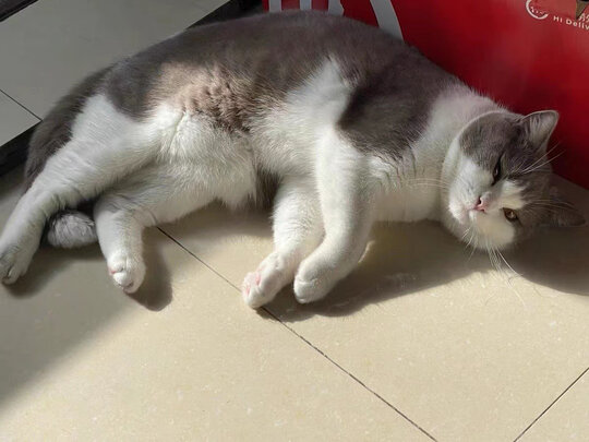 狗狗除臭剂