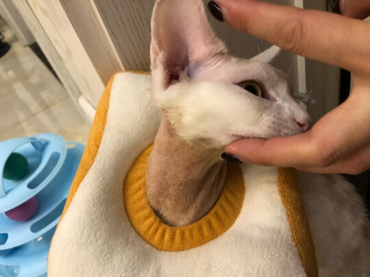 宠物电推剪