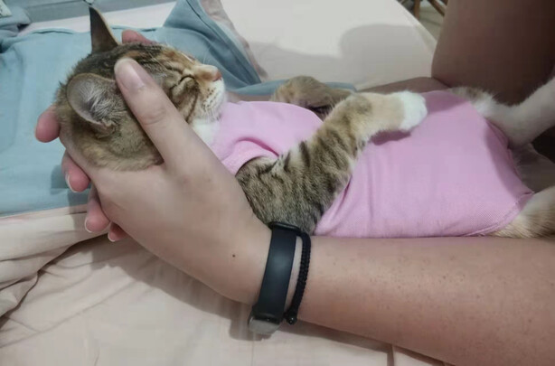 猫咪手术服