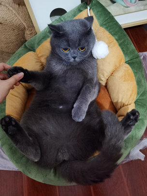 狗窝