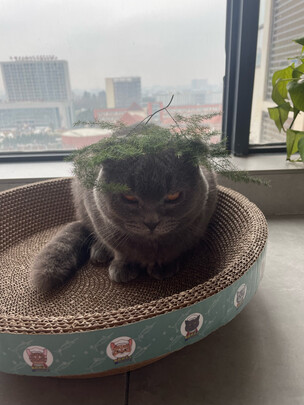 猫抓板