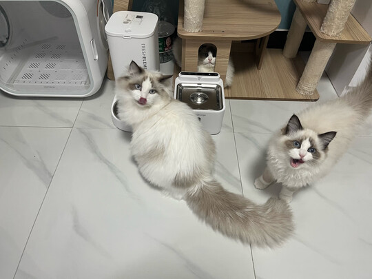 宠物饮水机