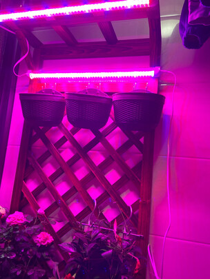 植物生长灯