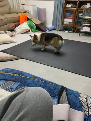 宠物湿巾