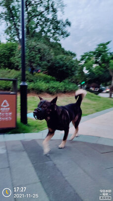 狗狗嘴套