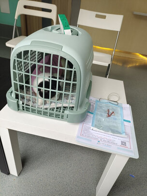 猫咪手术服