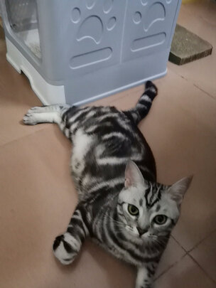 膨润土猫砂