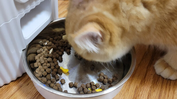 猫粮
