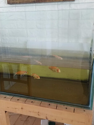 鱼缸水泵