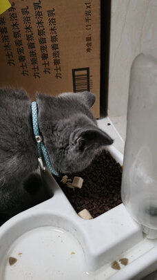 猫项圈