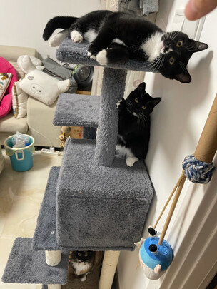 猫爬架