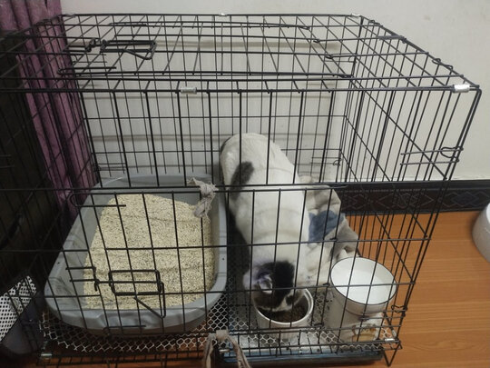  狗笼