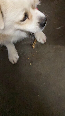 狗狗磨牙棒