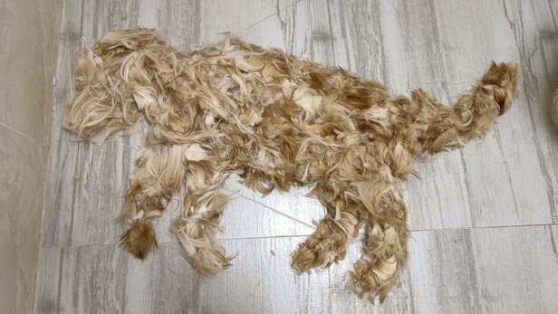  猫咪剃脚毛器