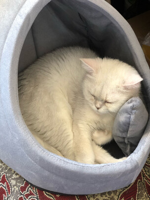 猫窝