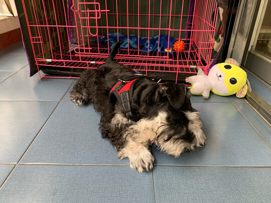 狗绳