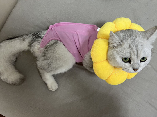 猫咪手术服