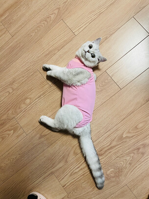猫咪手术服