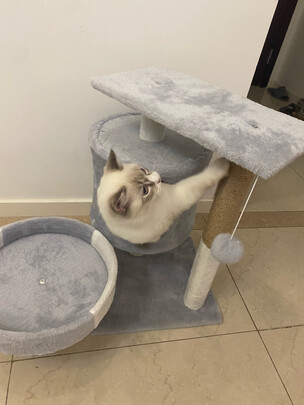 猫爬架