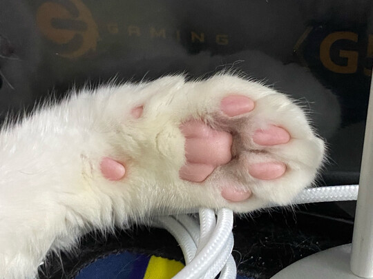 豆腐猫砂