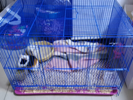 兔笼子