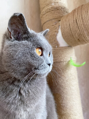 猫粮