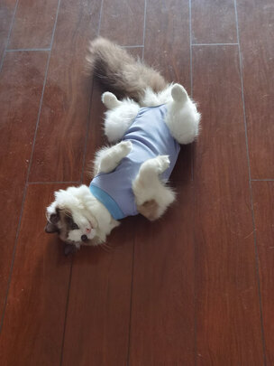 猫咪手术服
