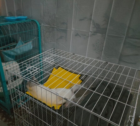 猫笼