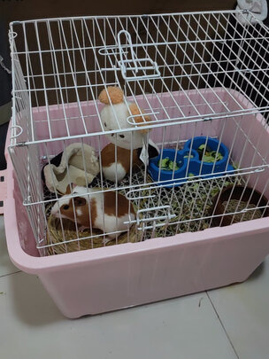 兔笼子